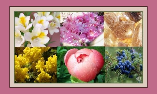 Композиции цветов для лучших ароматов